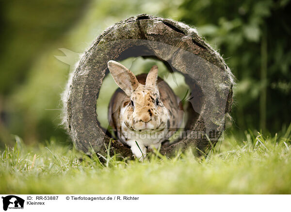 Kleinrex / rabbit / RR-53887