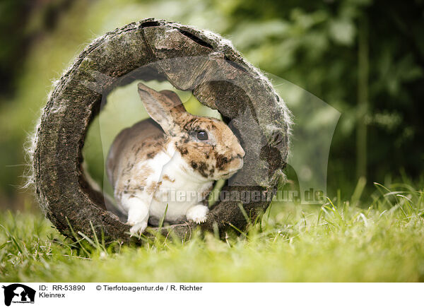 Kleinrex / rabbit / RR-53890