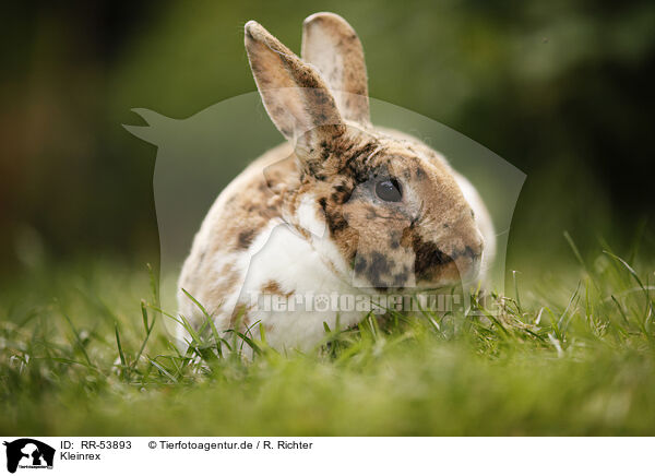 Kleinrex / rabbit / RR-53893
