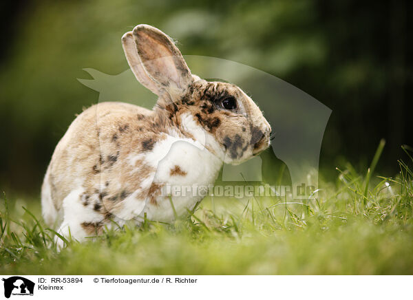 Kleinrex / rabbit / RR-53894