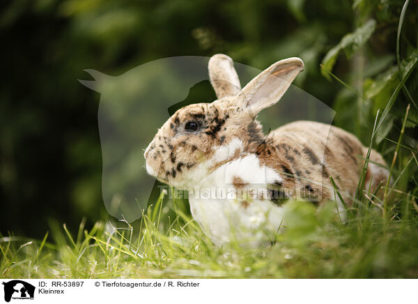 Kleinrex / rabbit / RR-53897