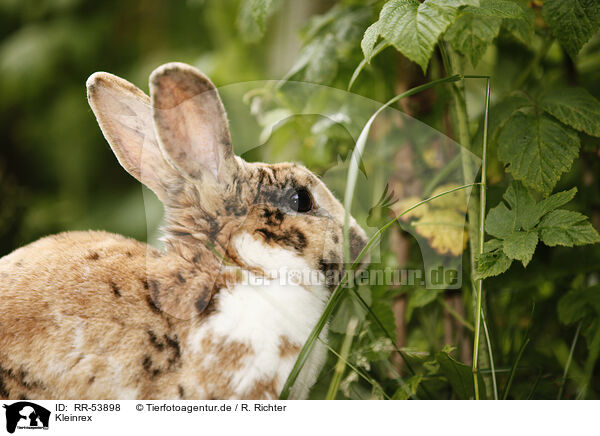Kleinrex / rabbit / RR-53898