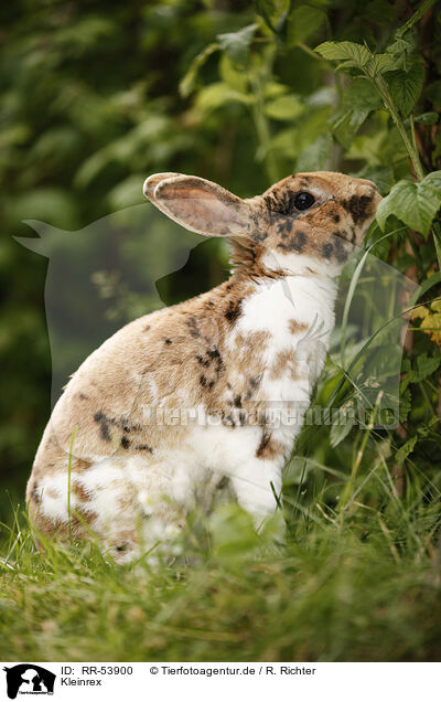 Kleinrex / rabbit / RR-53900