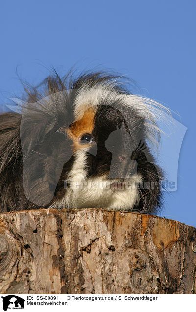 Meerschweinchen / guinea pig / SS-00891