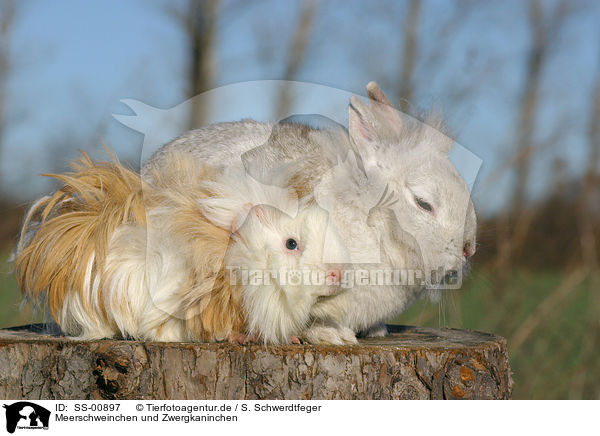 Meerschweinchen und Zwergkaninchen / guinea pig and dwarf rabbit / SS-00897