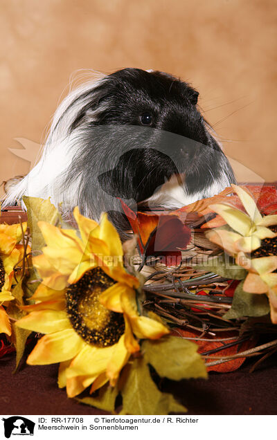 Meerschwein in Sonnenblumen / guinea pig in sun flowers / RR-17708