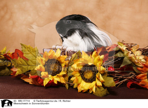 Meerschwein in Sonnenblumen / guinea pig in sun flowers / RR-17714