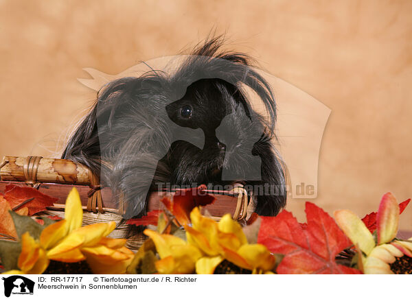 Meerschwein in Sonnenblumen / RR-17717