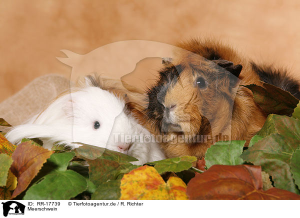 Meerschwein / RR-17739