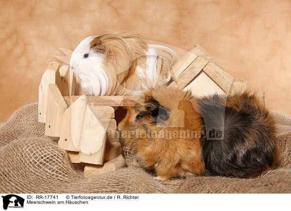 Meerschwein am Huschen / guinea pig with house / RR-17741