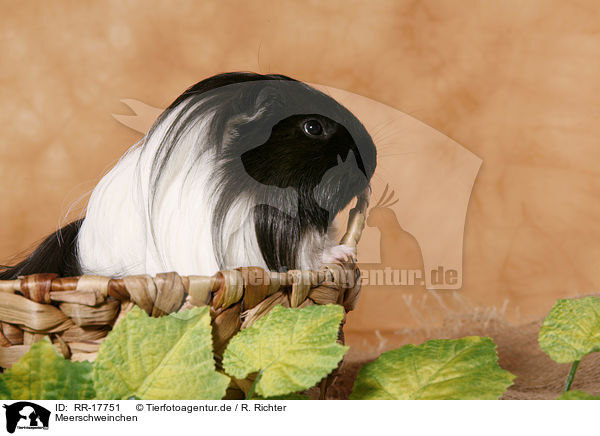Meerschweinchen / guinea pig / RR-17751