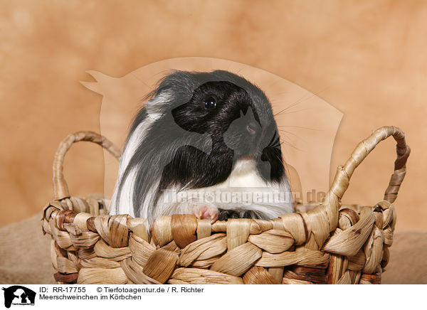 Meerschweinchen im Krbchen / RR-17755