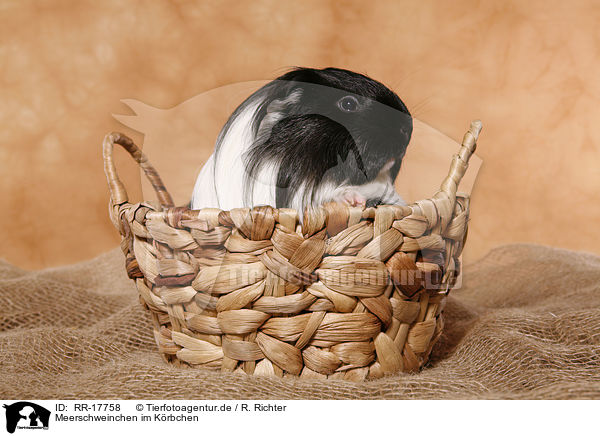 Meerschweinchen im Krbchen / RR-17758