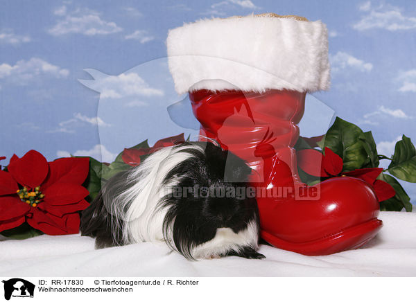 Weihnachtsmeerschweinchen / RR-17830