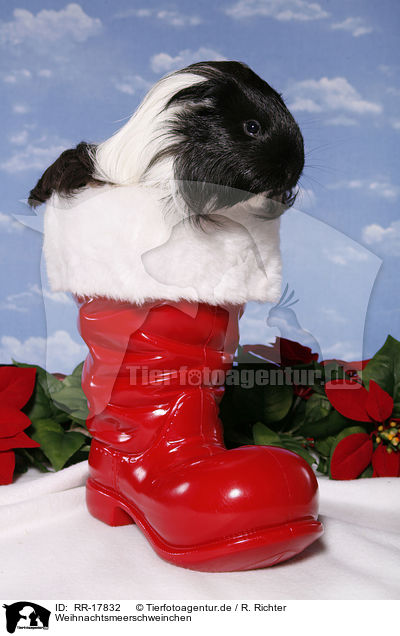 Weihnachtsmeerschweinchen / christmas guinea pig / RR-17832