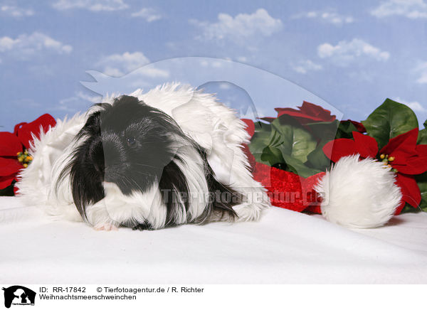 Weihnachtsmeerschweinchen / christmas guinea pig / RR-17842
