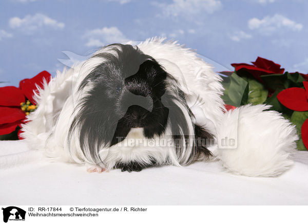 Weihnachtsmeerschweinchen / RR-17844