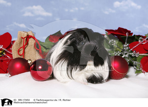 Weihnachtsmeerschweinchen / christmas guinea pig / RR-17850
