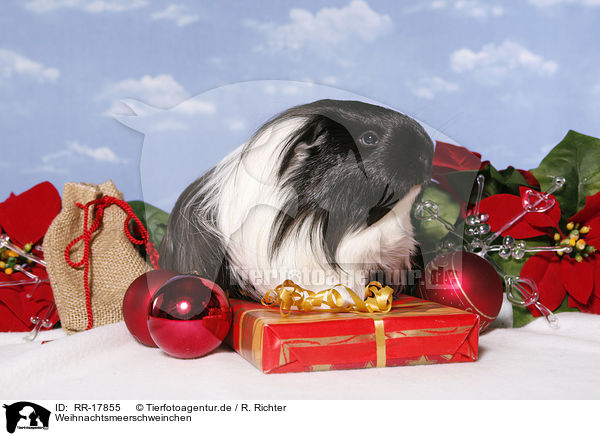 Weihnachtsmeerschweinchen / christmas guinea pig / RR-17855