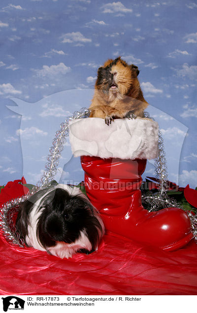 Weihnachtsmeerschweinchen / christmas guinea pig / RR-17873