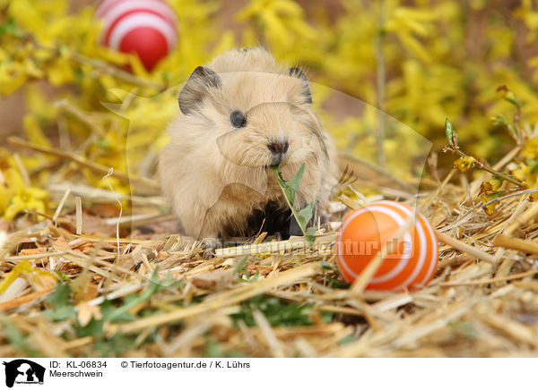 Meerschwein / KL-06834