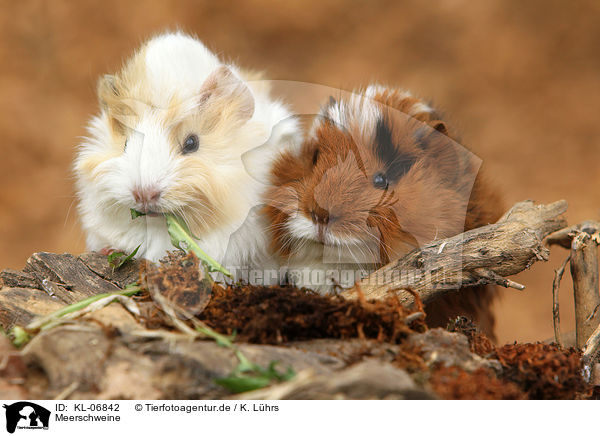 Meerschweine / KL-06842