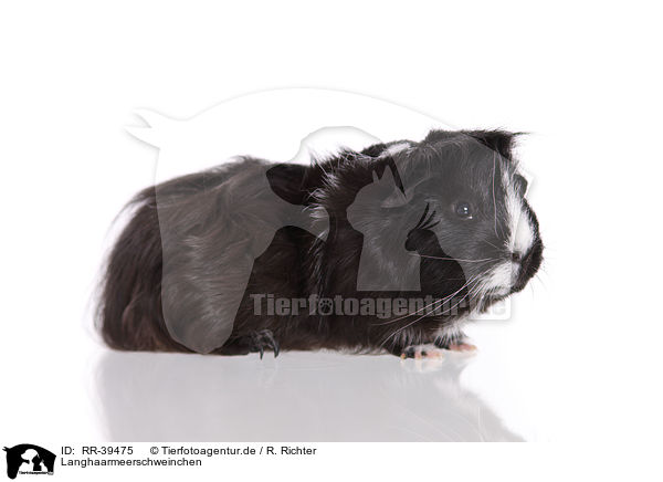 Langhaarmeerschweinchen / RR-39475