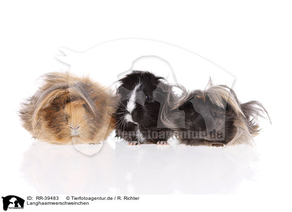 Langhaarmeerschweinchen / longhaired guinea pig / RR-39483
