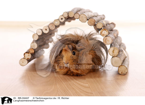 Langhaarmeerschweinchen / longhaired guinea pig / RR-39487