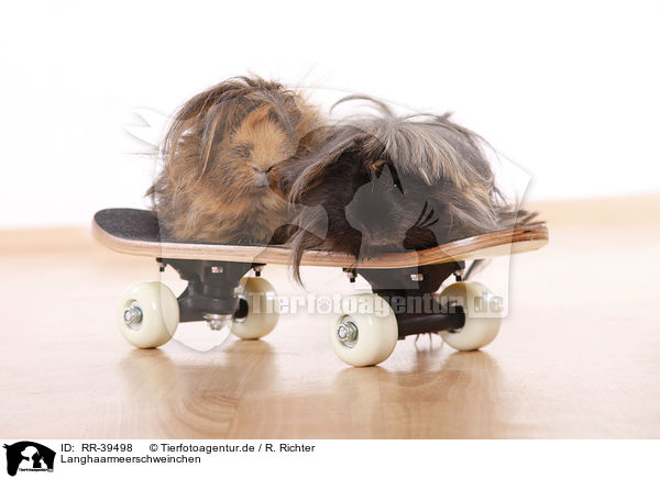 Langhaarmeerschweinchen / longhaired guinea pig / RR-39498