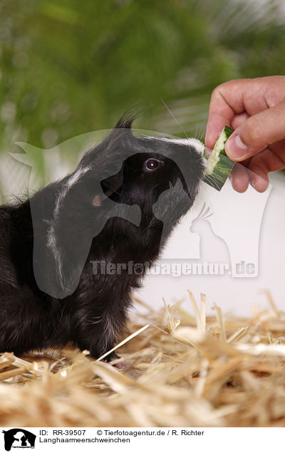 Langhaarmeerschweinchen / longhaired guinea pig / RR-39507