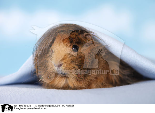Langhaarmeerschweinchen / longhaired guinea pig / RR-39533