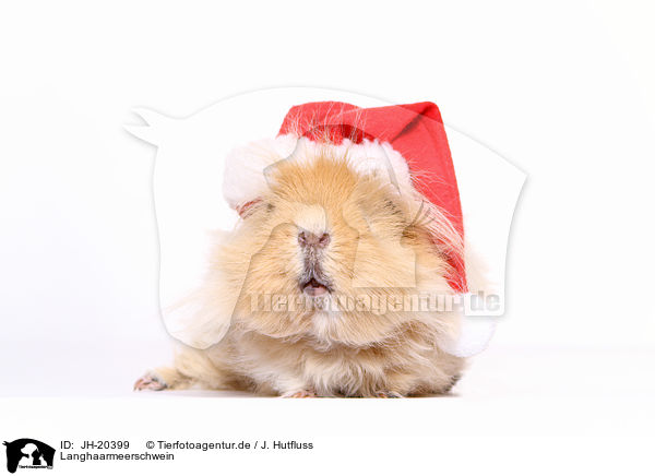 Langhaarmeerschwein / JH-20399
