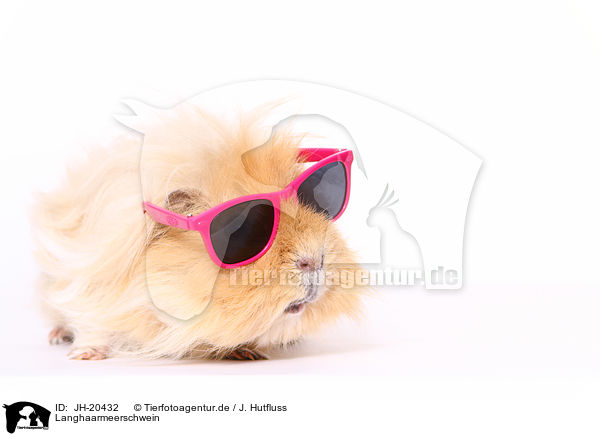 Langhaarmeerschwein / long-haired guinea pig / JH-20432