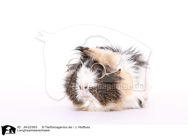 Langhaarmeerschwein / JH-22363