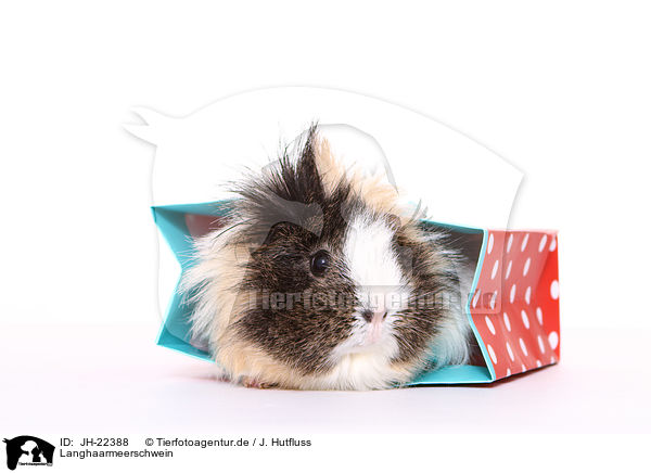 Langhaarmeerschwein / longhaired guinea pig / JH-22388