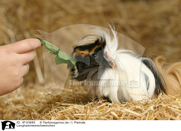 Langhaarmeerschweinchen / IP-03685