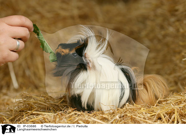 Langhaarmeerschweinchen / longhaired guinea pig / IP-03686