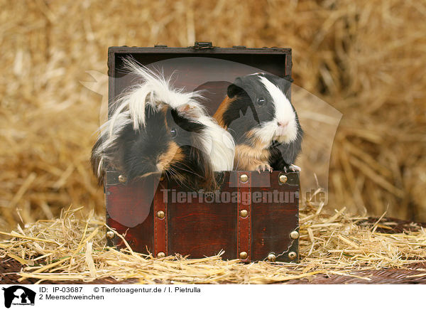 2 Meerschweinchen / 2 guinea pigs / IP-03687