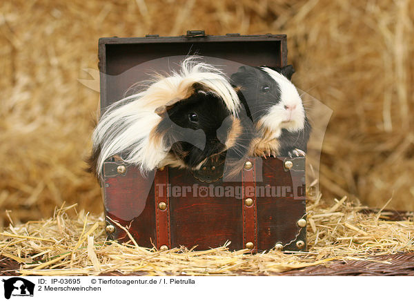2 Meerschweinchen / 2 guinea pigs / IP-03695