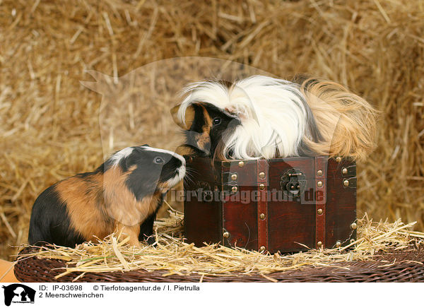 2 Meerschweinchen / 2 guinea pigs / IP-03698
