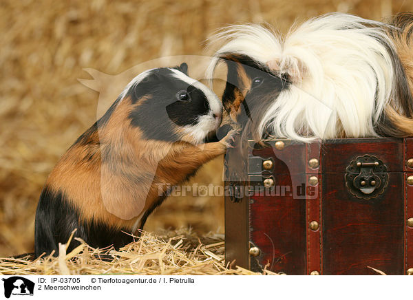 2 Meerschweinchen / 2 guinea pigs / IP-03705