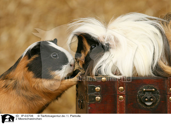 2 Meerschweinchen / 2 guinea pigs / IP-03706