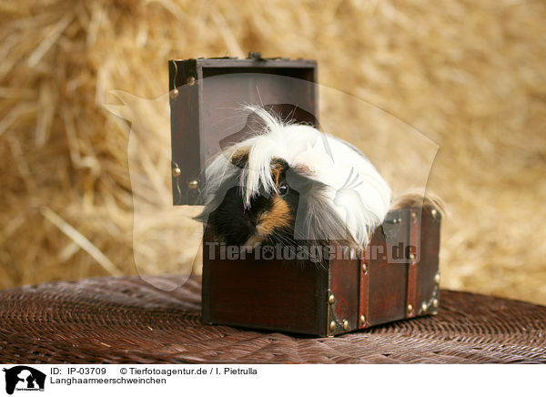Langhaarmeerschweinchen / longhaired guinea pig / IP-03709
