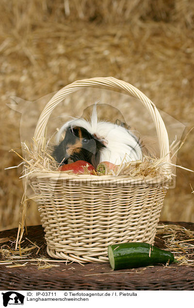 Langhaarmeerschweinchen / longhaired guinea pig / IP-03711