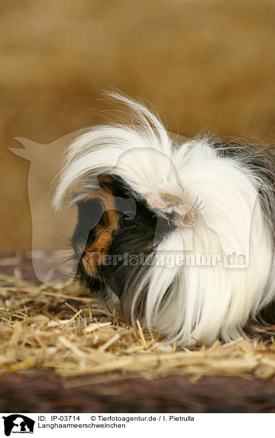 Langhaarmeerschweinchen / longhaired guinea pig / IP-03714