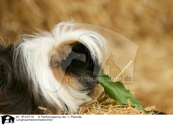Langhaarmeerschweinchen / longhaired guinea pig / IP-03718