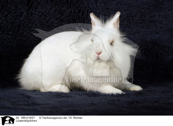 Lwenkpfchen / bunny / RR-01657