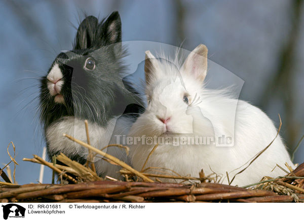 Lwenkpfchen / bunnies / RR-01681