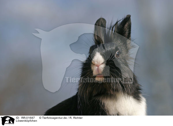 Lwenkpfchen / bunny / RR-01687